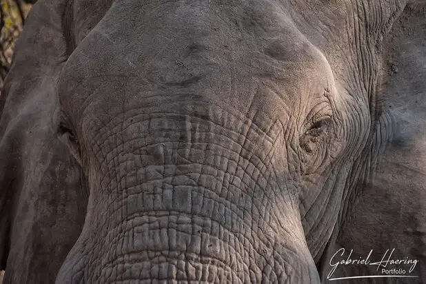 African Elephants by Gabriel Haering