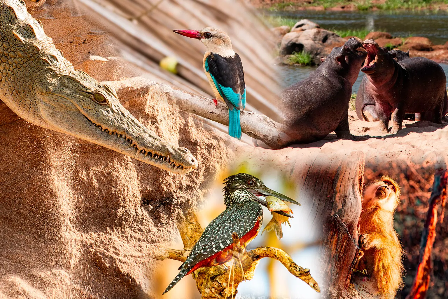 A collage of pictures taken in Nyerere National Park and Ruaha showing a nile crocodily, hippos, two kingfisher, and a monkey