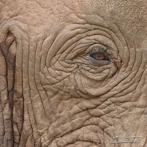 African Elephants