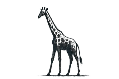Giraffe in Tarangire National Park during a photographic safari in Tanzania