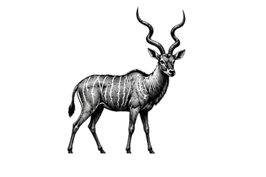 Greater kudu in Tarangire National Park during a photographic safari in Tanzania