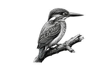 Kingfisher in Tarangire National Park during a photographic safari in Tanzania