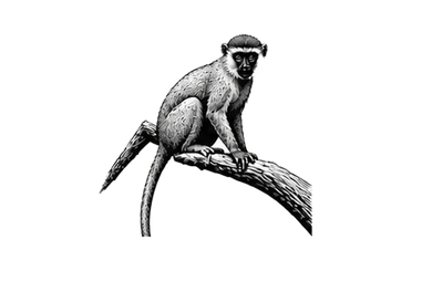Vervet monkey in Tarangire National Park during a photographic safari in Tanzania