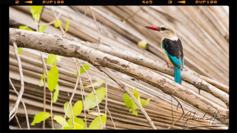 A beautiful King Fisher in Nyerere National Park