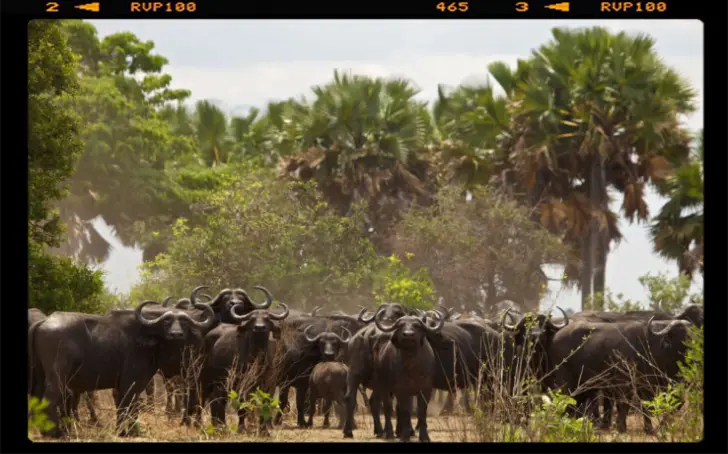 A herd of buffalo looking toward the vehicle in Katavi Nationa Park in Tanzania