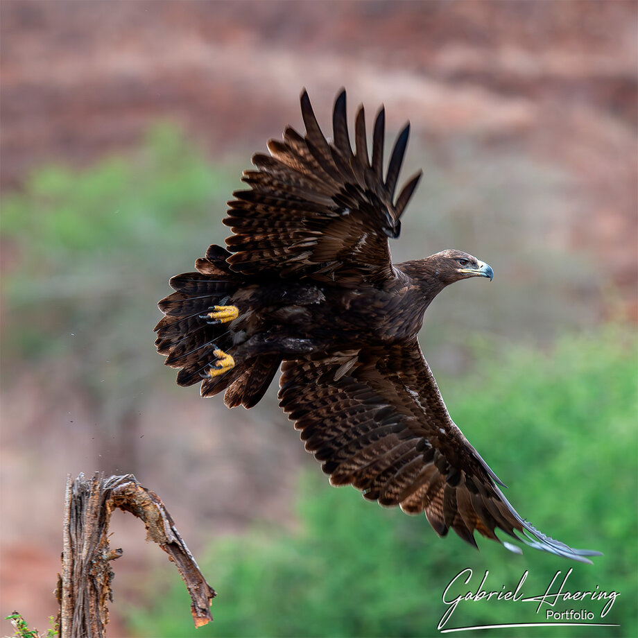 Eagle photographed against an open sky in Mkomazi National Park