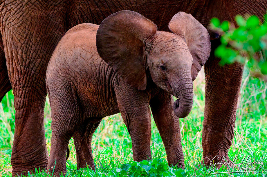 Photography guidance and image review during a wildlife journey