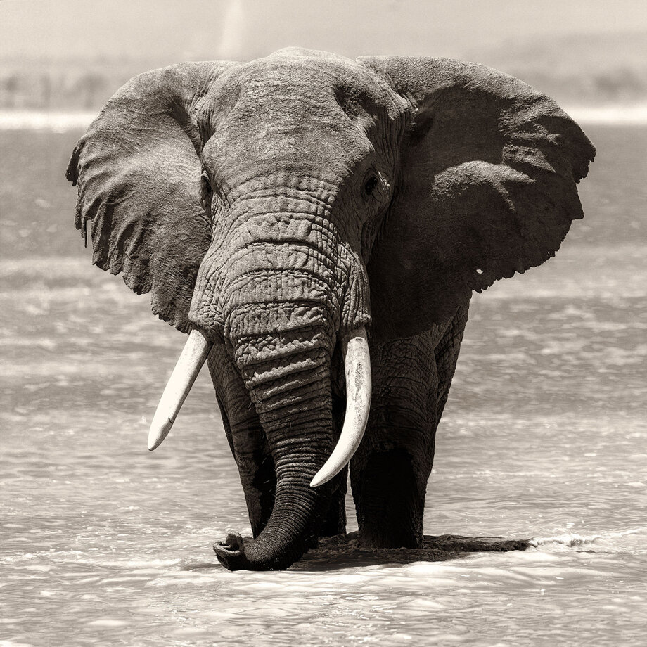 African elephant matriarch fine art wildlife print