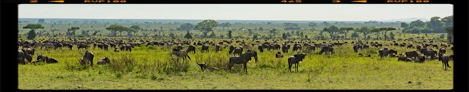 The great migration during calving season with thousands of wildbeest in the Ndutu region