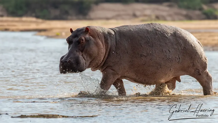 A huge hippo is enterint in the Rufiji River looking at us