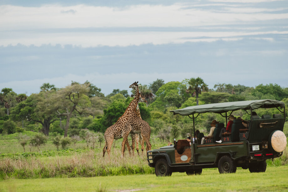Coming closer to two giraffer in Katavi National park during a photographic safari
