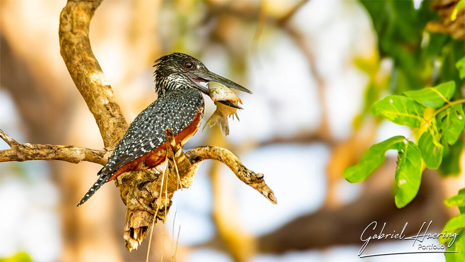 King fisher on a tree after a good catch in the Rufiji River in Nyerere National Park