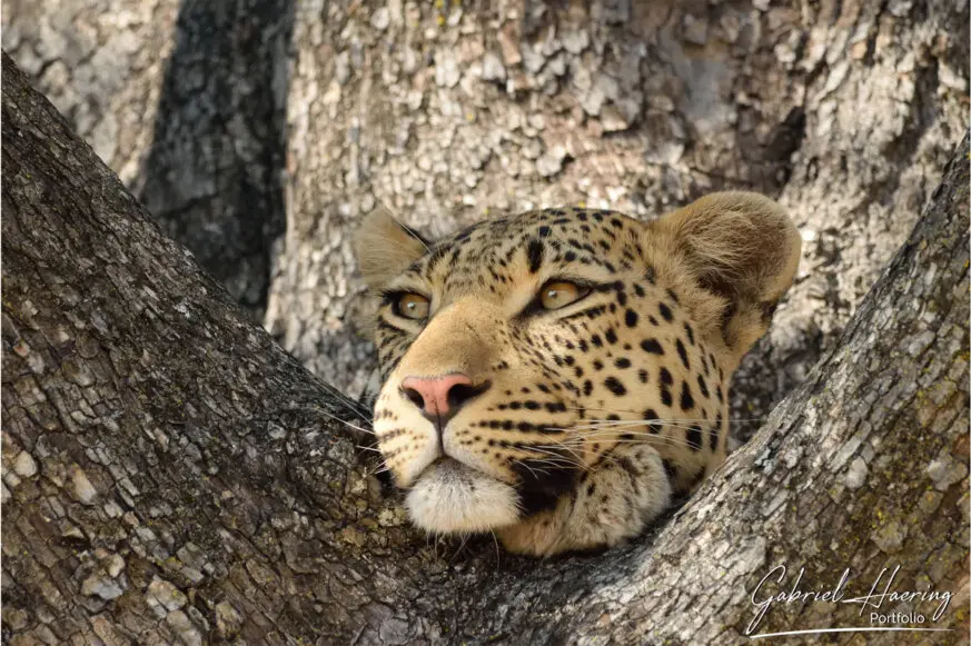 Photograph of a young leopard up on a tree in Okavango Delta Botswana 