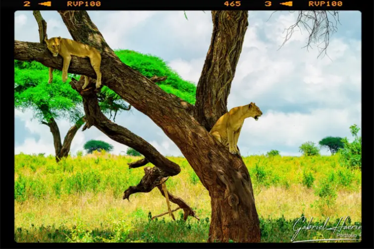 Two lionesses on a tree in Tarangire National Park. One relaxing the other one looking for lunch