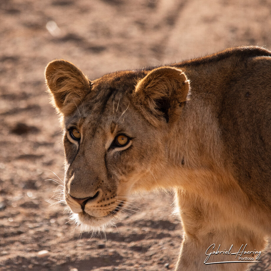 A lioness walking in front of us and looking at us in Ruaha National Park during a photographic safari
