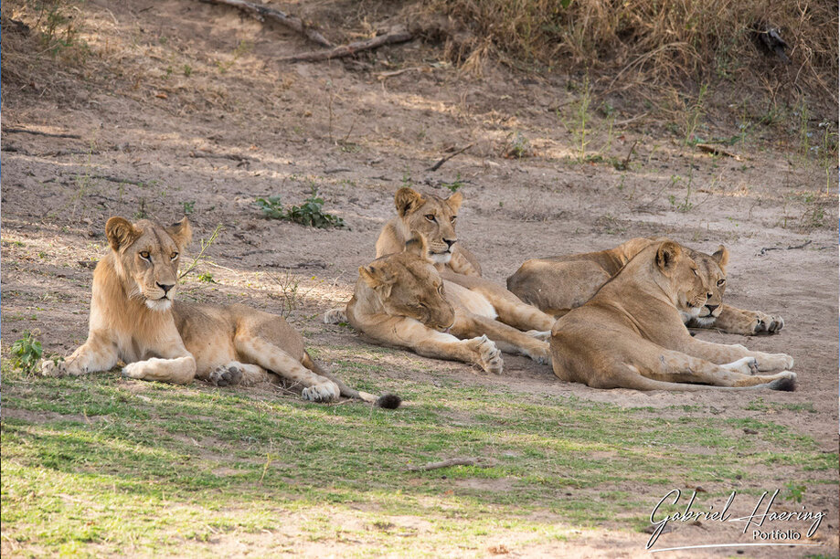 Remote wildlife landscapes with Lionesses relaxing during a Ruaha and Katavi fly-in safari in Tanzania
