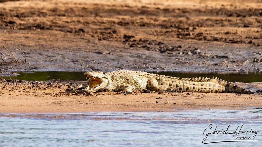 Nile crocodile photographed during an African wildlife safari