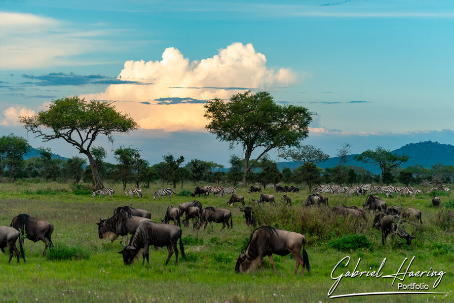 Great Migration during a small-group African photo safari