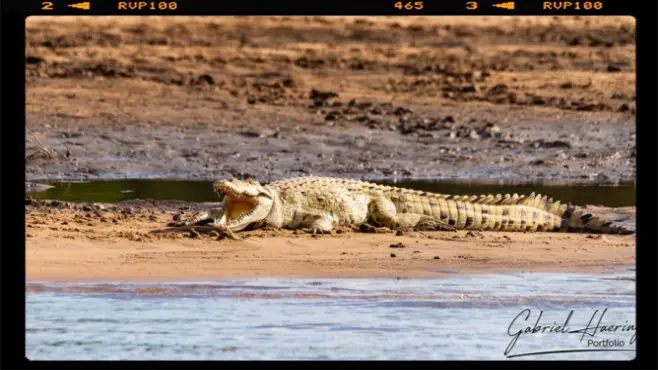 Huge nile crocodile cooling down on the river bank of Rufiji river in Nyerere National Park