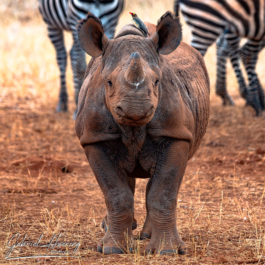 Rhino cub at Mkomazi National Park sanctuary on a private African photography journey