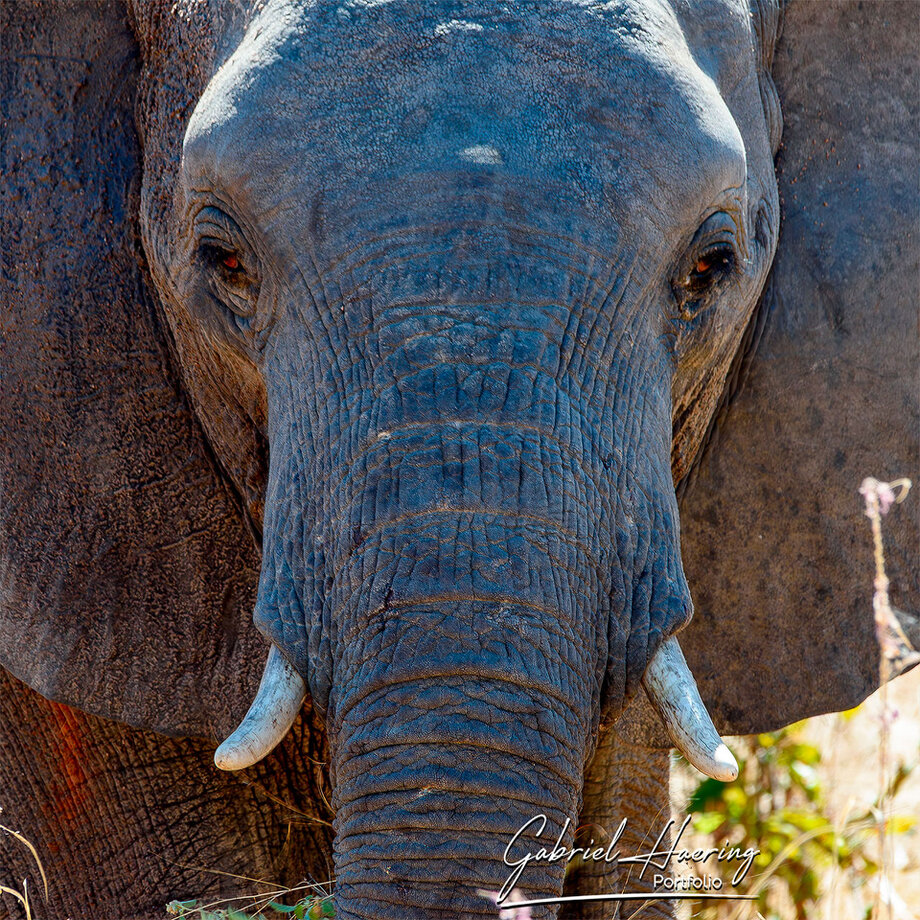An elephant close-up portrait with a 600mm lens to keep the correct distance