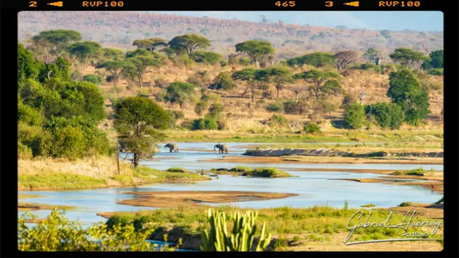 Elephants crossing Ruaha River in Ruaha National Park with a beautiful landscape