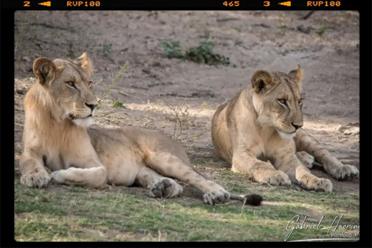 a couple of lionesses relaxing in the shadows in Ruaha national Park in Tanzania