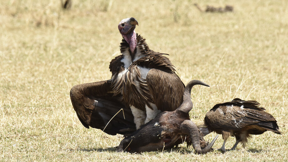 Vulture with prey in the Grumeti region of the Serengeti