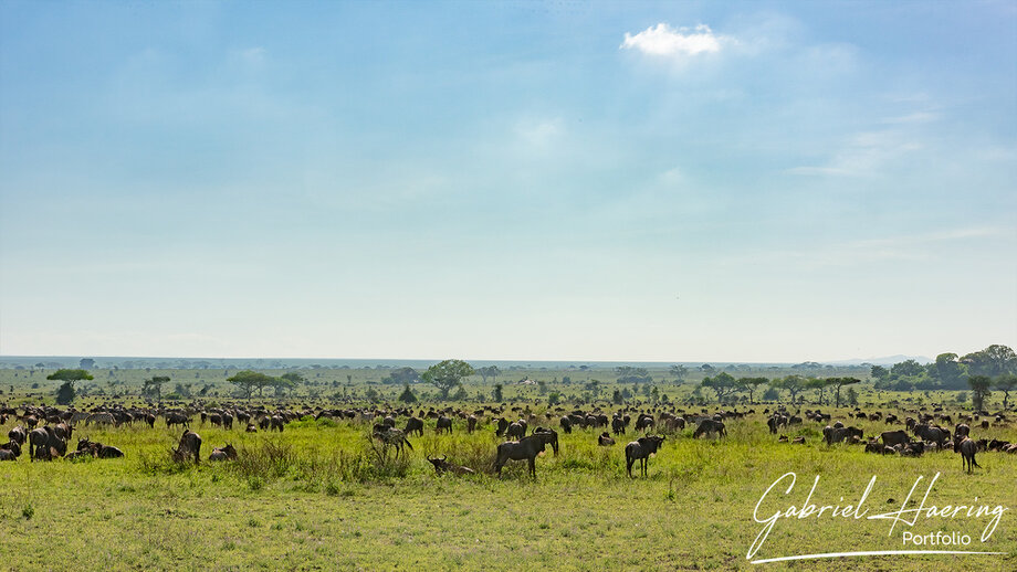 Great Migration herds during the calving season