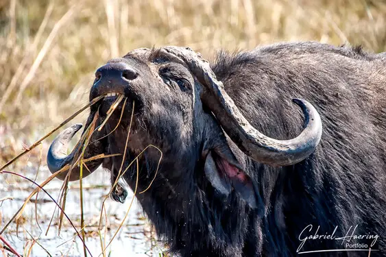 Animal glances in african nature