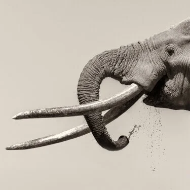 Elephant black and white fine art picture available for sale for a good cause in kenya