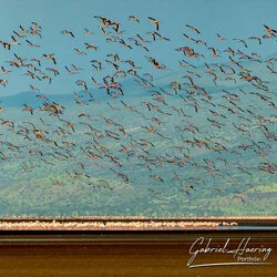 Flamingo in Lake Natron conservation, Tanzania, photographed during a guided photographic safari.