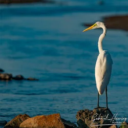Heron portrait in Lake Natron conservation, Tanzania, photographed during a guided photographic safari.