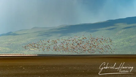 Flamingo in Lake Natron conservation, Tanzania, photographed during a guided photographic safari.