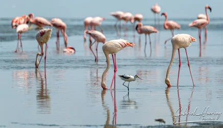 Flamingo in Lake Natron conservation, Tanzania, photographed during a guided photographic safari.