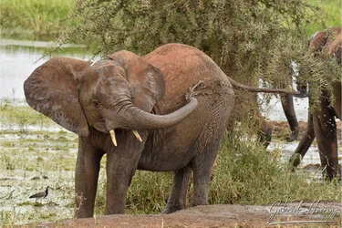 Elephant bathing in Tarangire National Park, Tanzania, photographed during a guided photographic safari.