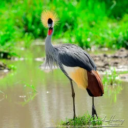 Biding in Tarangire National Park, Tanzania, photographed during a guided photographic safari.