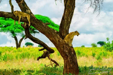 Lion on a tree in Tarangire National Park, Tanzania, photographed during a guided photographic safari.