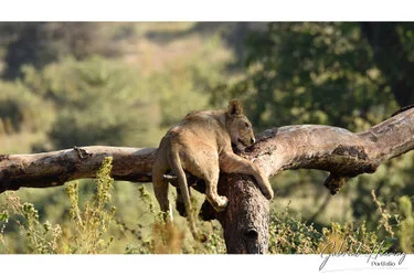 Lion in Ngorongoro Crater, Tanzania, photographed during a guided photographic safari.