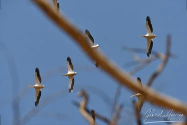 Pelicans fliying over Ngorongoro Crater, Tanzania, photographed during a guided photographic safari.