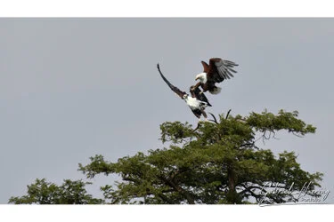 Sunrise in Serengeti National Park, Tanzania, photographed during a guided photographic safari.