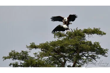 Sunrise in Serengeti National Park, Tanzania, photographed during a guided photographic safari.