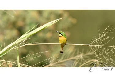 Sunrise in Serengeti National Park, Tanzania, photographed during a guided photographic safari.