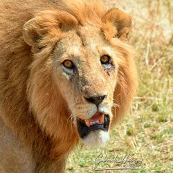 Sunrise in Serengeti National Park, Tanzania, photographed during a guided photographic safari.