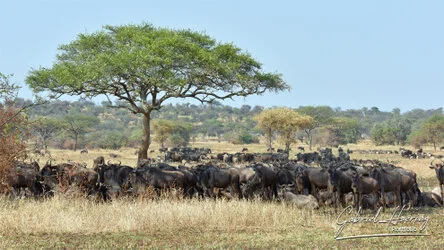 Sunrise in Serengeti National Park, Tanzania, photographed during a guided photographic safari.