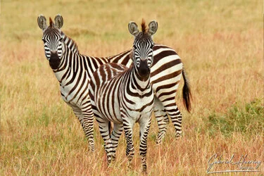 Sunrise in Serengeti National Park, Tanzania, photographed during a guided photographic safari.