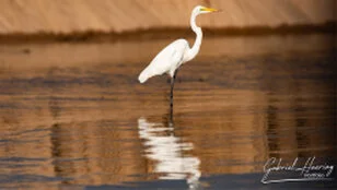 Heron can be observed in Nyerere National Park during a private photographic safari