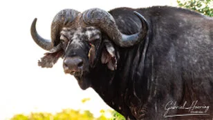 Buffalo can be observed in Nyerere National Park during a private photographic safari
