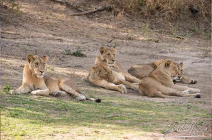 Lion can be observed in Ruaha National Park during a private photographic safari