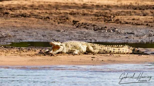 Nyerere photographic safari Tanzania crocodile Rufiji River